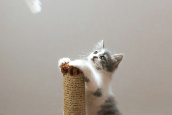 gray cat leaning on scratch post and looking on hanged fur fish