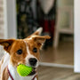 dog biting rubber ball