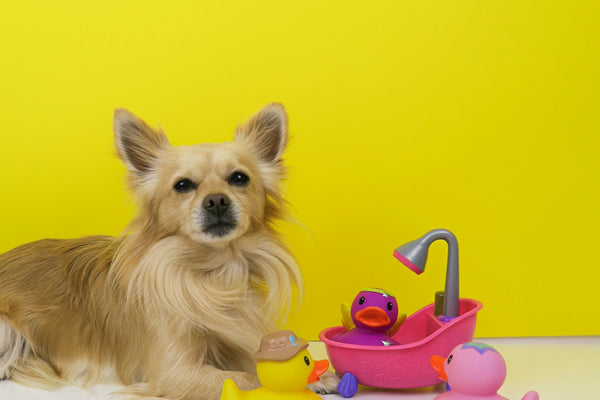 brown chihuahua puppy playing with pink plastic toy