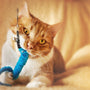 orange tabby cat on white textile