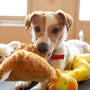 white and brown short coated dog on brown bear plush toy