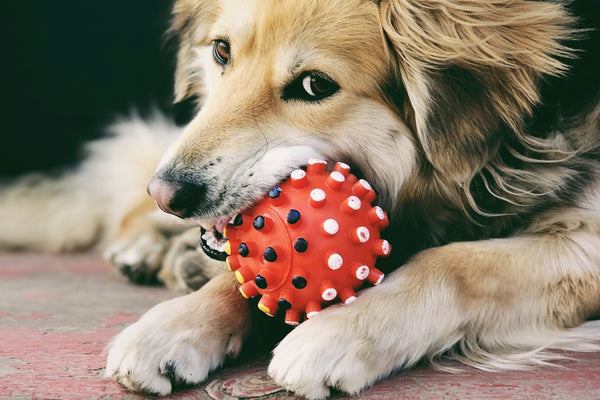 golden retriever puppy biting red strawberry on red carpet