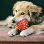 golden retriever puppy biting red strawberry on red carpet
