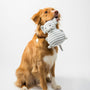 brown and white short coated dog biting white and blue ball