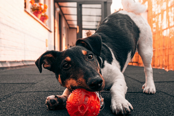 black and white short coated dog playing red ball on black carpet