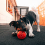 black and white short coated dog playing red ball on black carpet