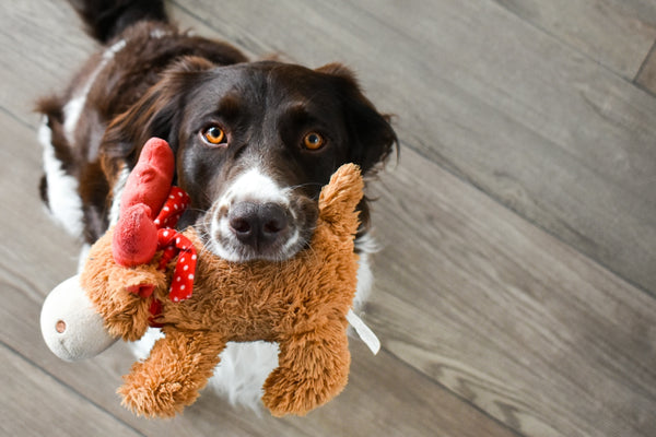 black and white short coated dog on brown bear plush toy