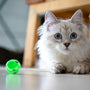 white and brown cat on white table