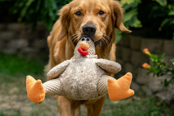 golden retriever puppy biting orange and white plush toy on green grass field during daytime