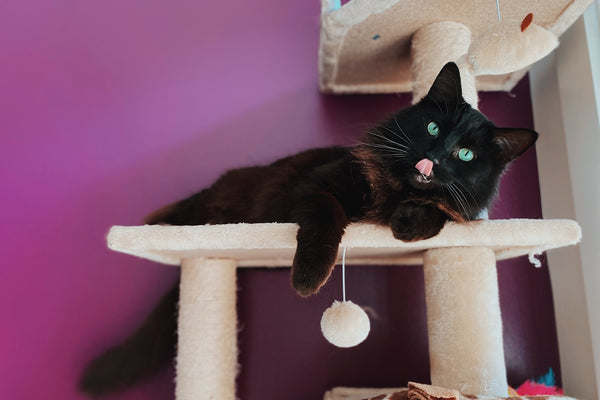 a black cat on a cat tree