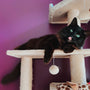 a black cat on a cat tree