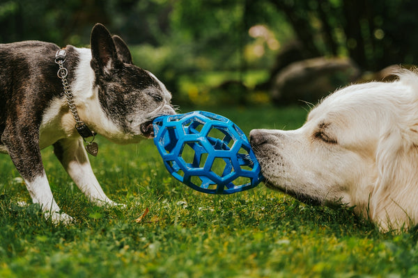 Two dogs playing with a ball in the grass