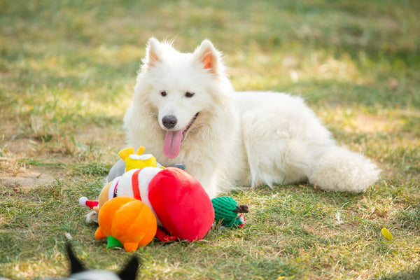 White dog relaxes with toys on the grass.