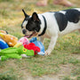 A french bulldog plays with its colorful toys.