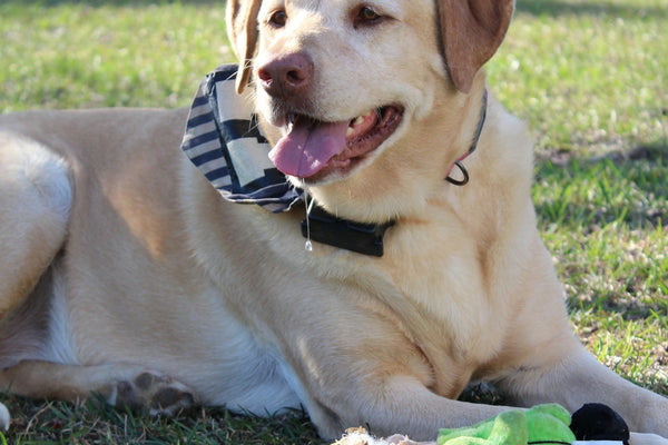 A yellow lab rests in grass with toys.