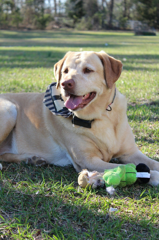 A yellow lab rests in grass with toys.
