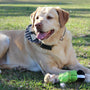 A yellow lab rests in grass with toys.