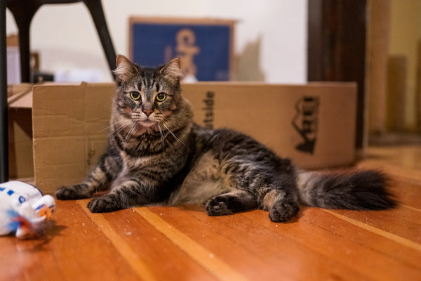 A tabby cat sits on a wooden floor with toys.