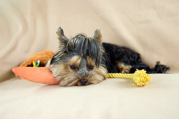 A tired yorkshire terrier puppy rests with toys.