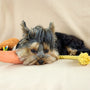 A tired yorkshire terrier puppy rests with toys.