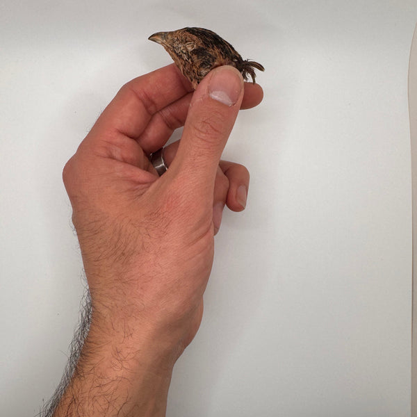 Freeze-Dried Quail Heads